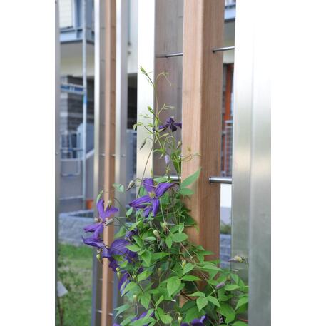 Pergola / Traliccio 'Premium Collection / STF/13-31-02_02/MDL'